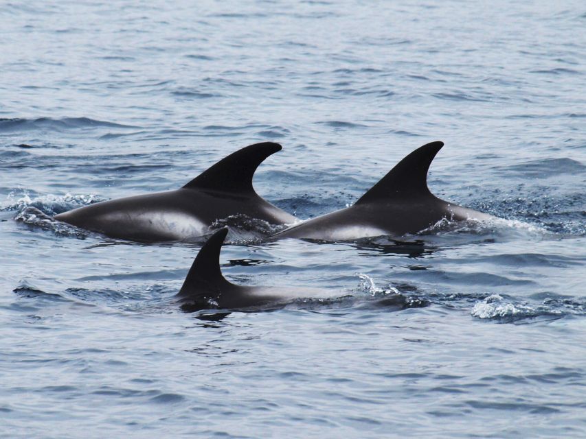 Húsavík: Big Whales and Puffin Island Speedboat Tour - Lundey, the island filled with puffins