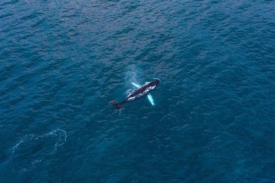 Húsavík: Big Whales and Puffin Island Speedboat Tour - What the guides add to the experience