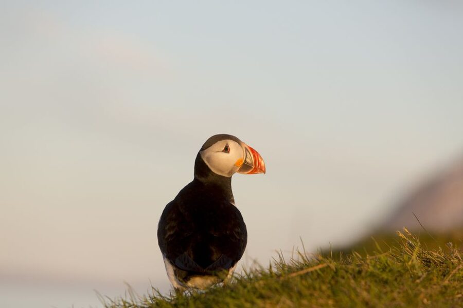 Húsavík: Big Whales and Puffin Island Speedboat Tour - Is two hours enough?