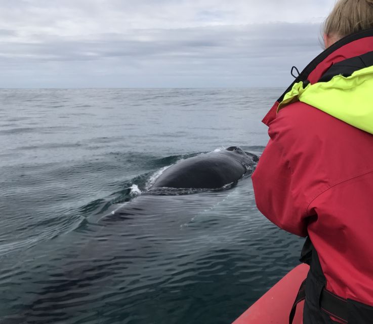 Húsavík: Big Whales and Puffin Island Speedboat Tour - The $198 price and what you receive