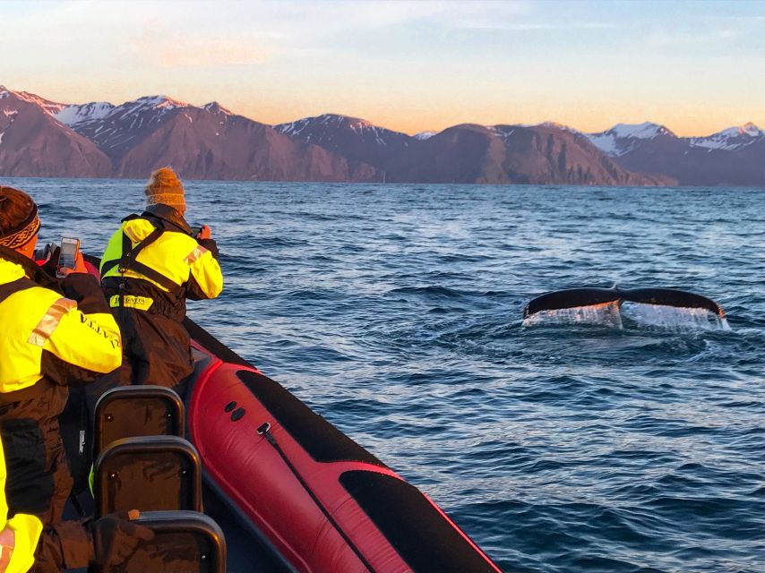 Húsavík: Big Whales and Puffin Island Speedboat Tour - Starting at Hafnarstétt 11 in Húsavík