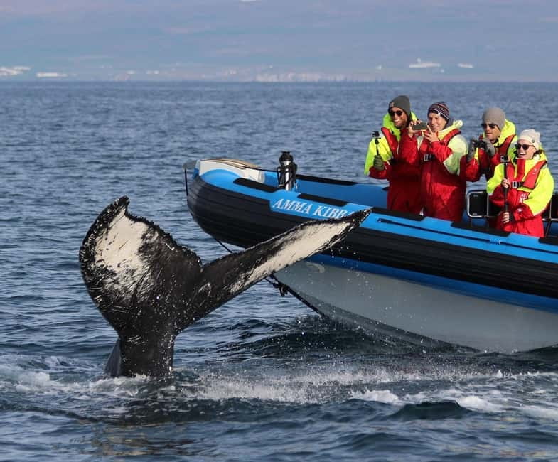 Húsavík: Original Big Whale Safari & Puffins by Speedboat - Quick take: what makes this tour worth your time