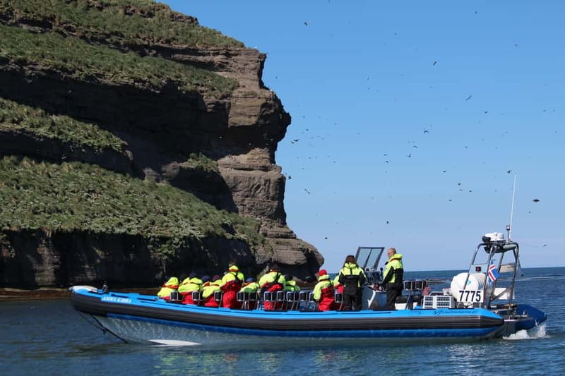Húsavík: Original Big Whale Safari & Puffins by Speedboat - Should you book the Húsavík Big Whale Safari?