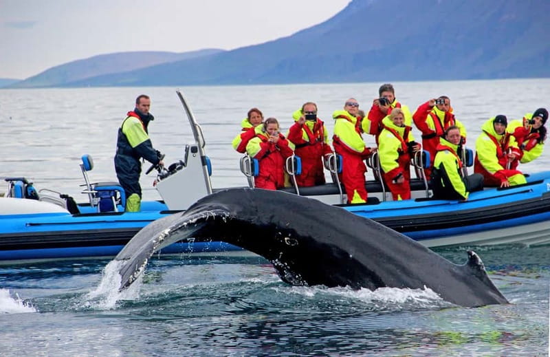 Húsavík: Original Big Whale Safari & Puffins by Speedboat - Why a RIB works well in Skjálfandi Bay