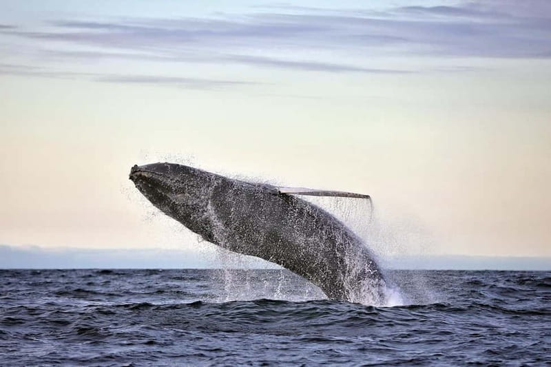 Húsavík: Original Big Whale Safari & Puffins by Speedboat - Puffin Island during nesting season