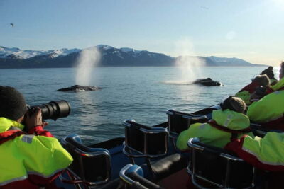Original Big Whale Safari & Puffins by Speedboat