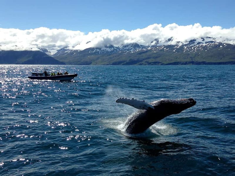 Húsavík: Original Big Whale Safari & Puffins by Speedboat - Searching Skjálfandi Bay for big whales