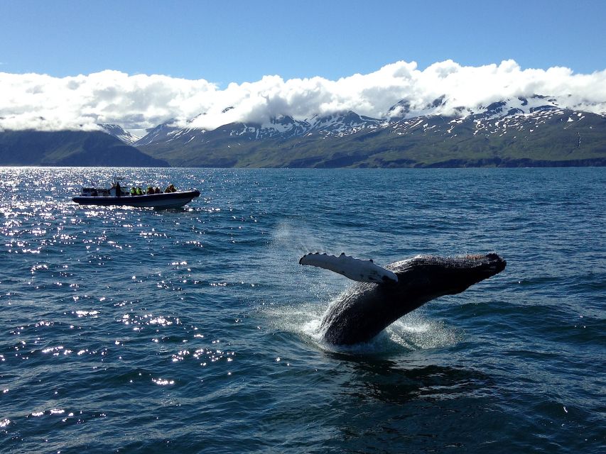 Húsavík: Original Big Whale Safari & Puffins by Speedboat - Weather decides the mood