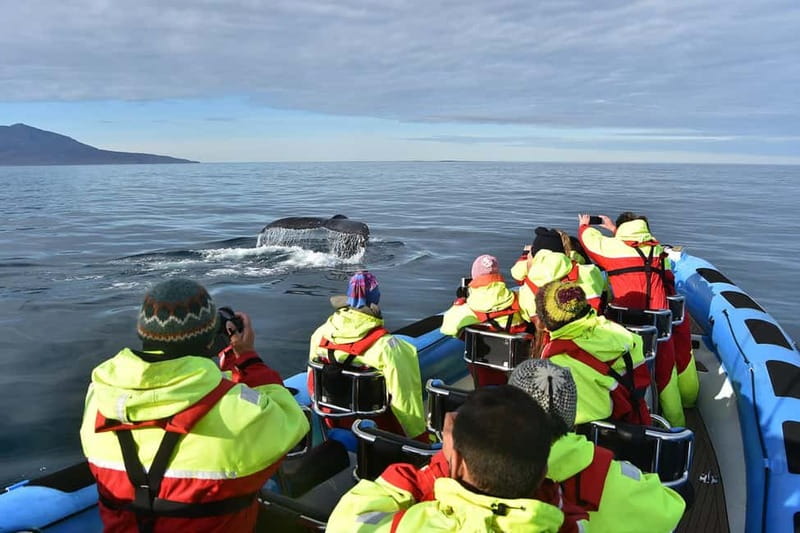 Húsavík: Original Big Whale Safari & Puffins by Speedboat - Who should book this boat?