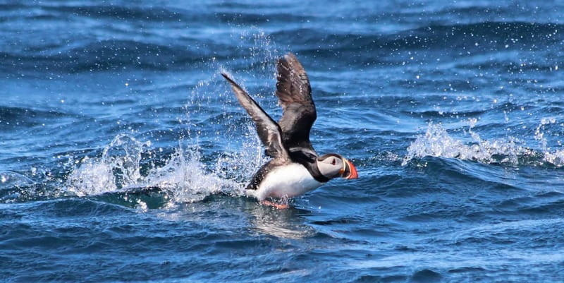 Húsavík: Original Big Whale Safari & Puffins by Speedboat - Practical tips for a better outing