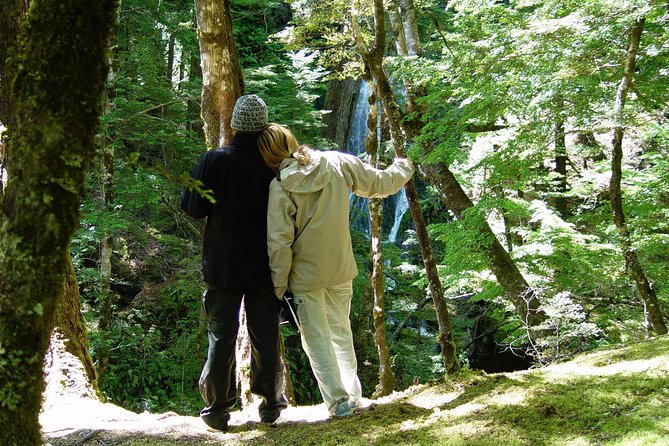 Jet Boat and Wilderness Walk Tour from Wanaka - A 50-minute walk through beech forest