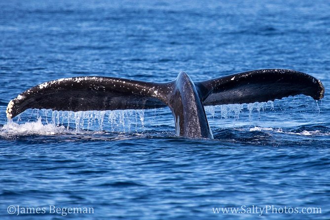 Kauai's South Side Whale and Dolphin Zodiac Boat Adventure - What it feels like when whales appear