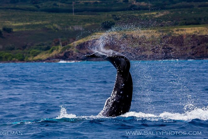 Kauai's South Side Whale and Dolphin Zodiac Boat Adventure - Wet-weather planning makes or breaks the outing