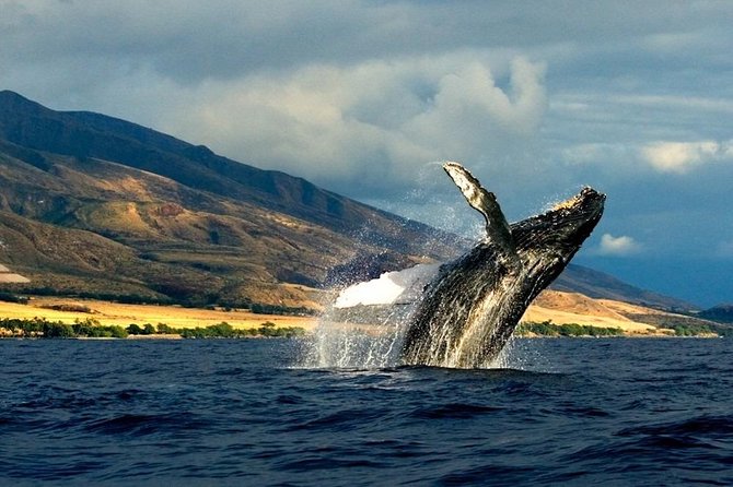 Kauai's South Side Whale and Dolphin Zodiac Boat Adventure - Crew quality is one of the tour’s strongest points