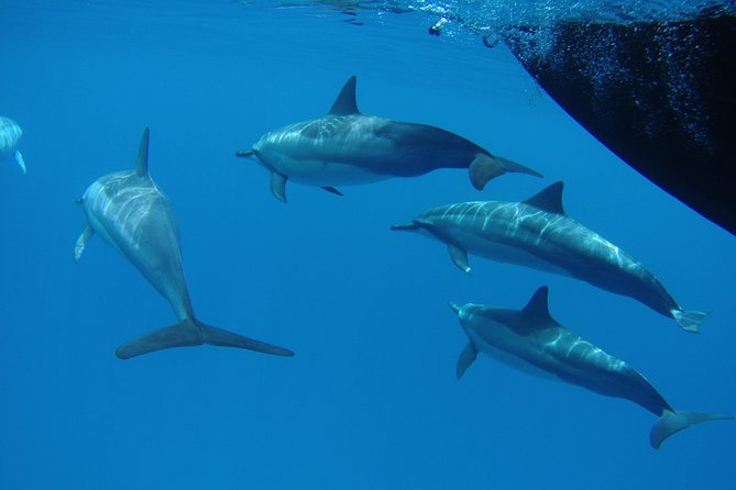 Kauai's South Side Whale and Dolphin Zodiac Boat Adventure - Who will enjoy this Zodiac adventure