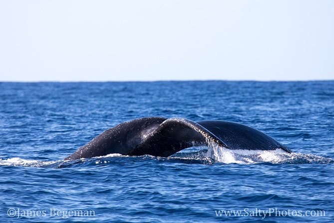Kauai's South Side Whale and Dolphin Zodiac Boat Adventure - Is $158.43 a fair price?