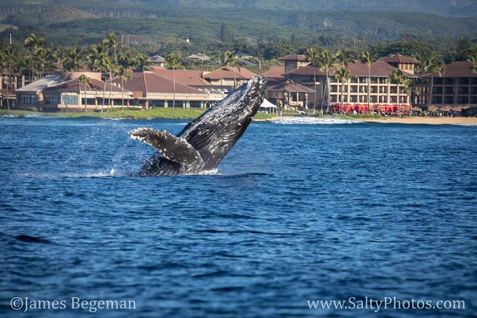 Kauai's South Side Whale and Dolphin Zodiac Boat Adventure - Why December through May is the right window