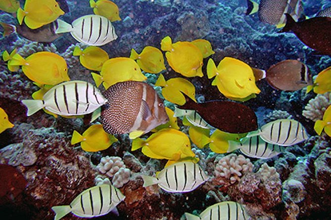Kauai's Ultimate South Island Zodiac Boat Snorkel Adventure - Snacks between stops, then a second reef