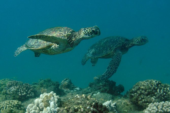 Kauai's Ultimate South Island Zodiac Boat Snorkel Adventure - Why the crew matters on a small Zodiac
