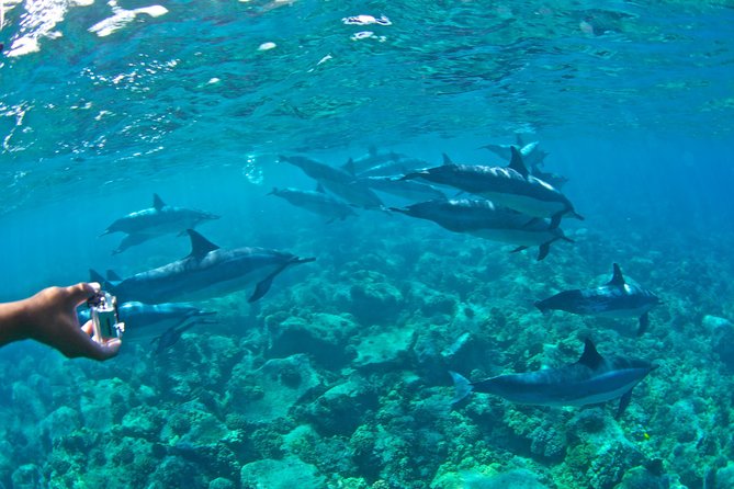 Kealakekua Bay Snorkeling Tour - 4 hour Kona Zodiac Adventure - Is $130.46 a fair price?