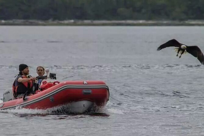 Ketchikan Zodiac Adventure - Wildlife watching in the Tongass Narrows
