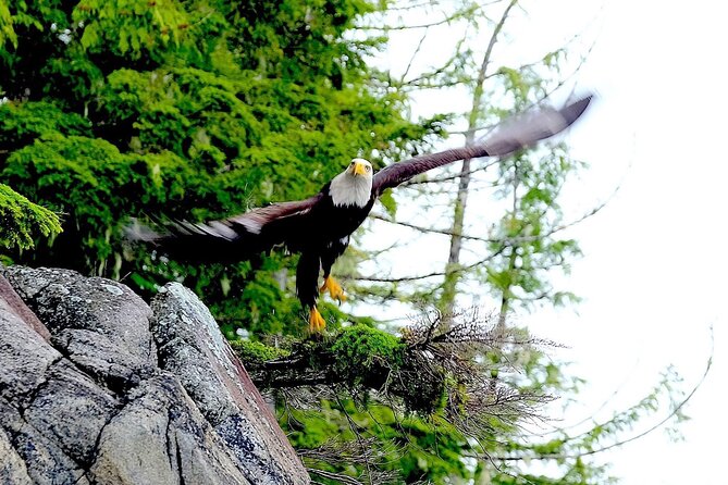 Ketchikan Zodiac Boat Adventure - Inside Passage scenery from your own boat