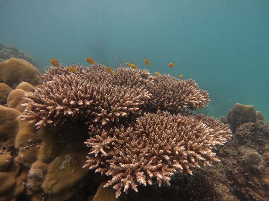 Khao Lak: Phi Phi & Bamboo Island Day Trip by Speedboat - Monkey Beach is a look, not always a landing