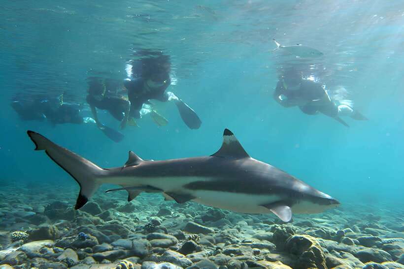 Ko Phi Phi Don: Speedboat Day Trip with Shark Snorkeling - Monkey Beach Starts the Wildlife Theme