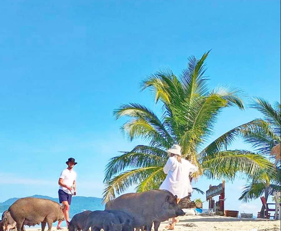 Ko Samui: Pig Island Snorkeling and Koh Tan Speedboat Tour - Key points to know before booking