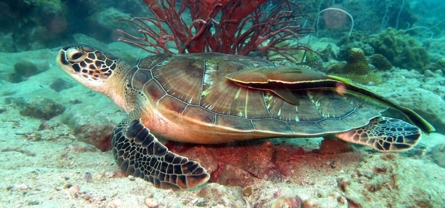 Koh Chang: Half-Day Snorkeling Adventure on a Speedboat - The 9 AM speedboat ride