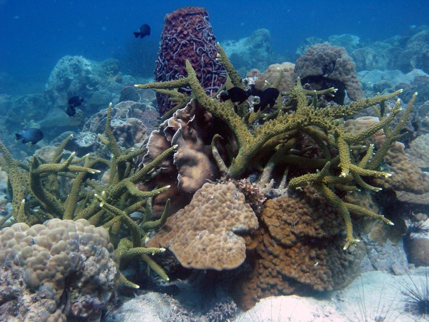 Koh Chang: Half-Day Snorkeling Adventure on a Speedboat - Is $46 good value?