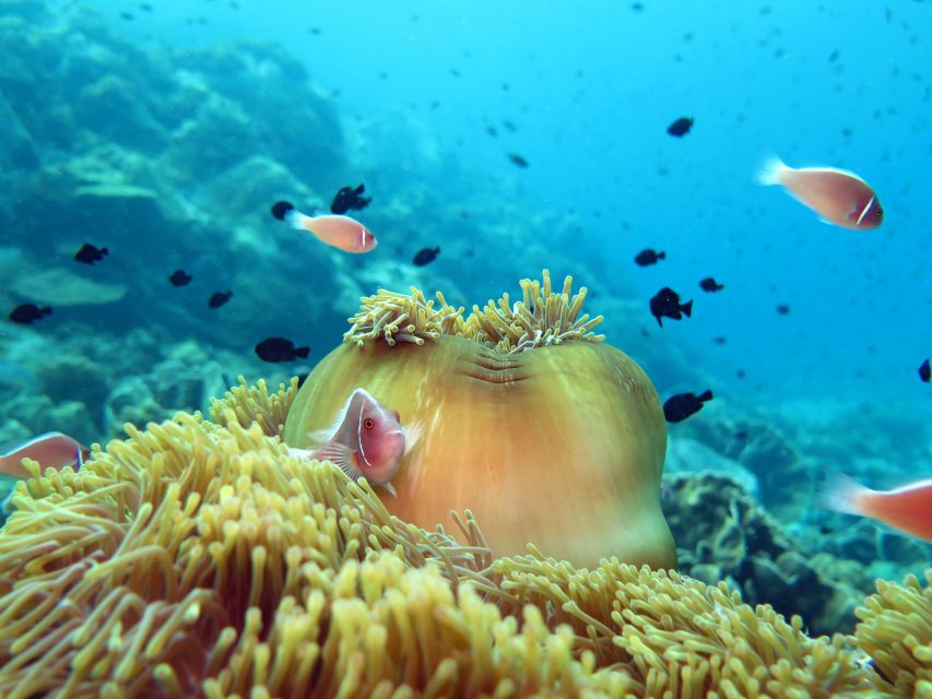 Koh Chang: Half-Day Snorkeling Adventure on a Speedboat - The practical drawbacks you should plan around