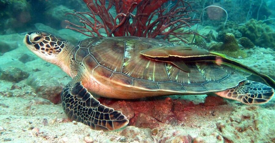 Koh Chang: Half-Day Snorkeling Adventure on a Speedboat - From your hotel to Bang Bao Pier