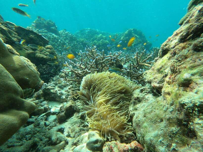 Koh Phi Phi: Early Morning Maya Bay, Bamboo Speedboat Tour - Snorkeling among reefs and sea life