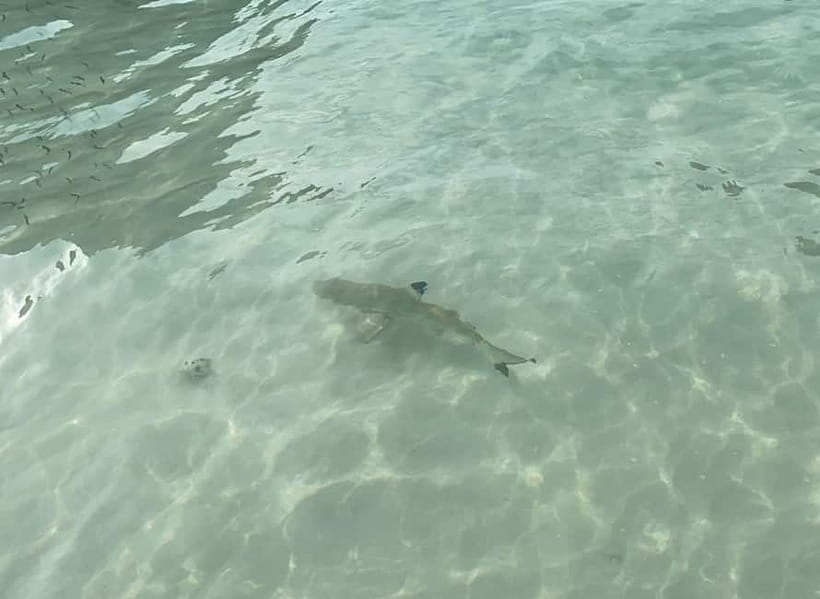 Koh Phi Phi: Halfday Maya Bay Sunset & Plankton by Speedboat - Key points to know before you book