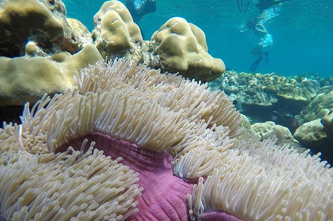 Koh Rok and Koh Haa Snorkeling Trip by Speedboat from Koh Lanta - Lunch, Drinks, and Included Equipment