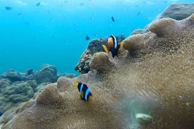 Koh Rok and Koh Haa Snorkeling Trip by Speedboat from Koh Lanta - Booking Advice Before You Pay