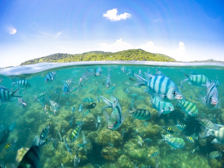 Koh Samui: Pig Island & Koh Tan Snorkeling by Speed boat - Snorkeling near Koh Tan depends on the day