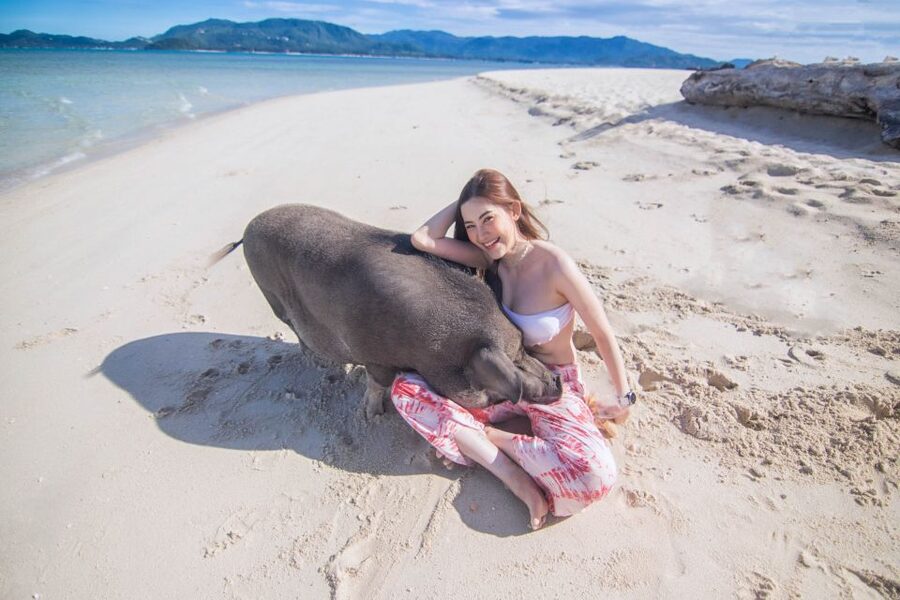 Koh Samui: Pig Island & Koh Tan Snorkeling by Speed boat - The guides make the experience feel easy