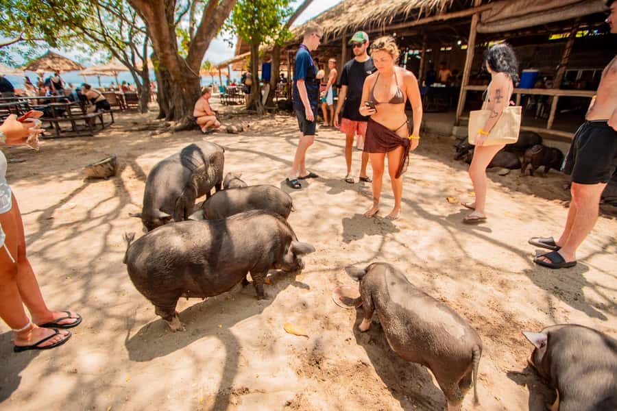 Koh Samui: Pig Island & Koh Tan Speedboat Tour with Lunch - A five-hour island outing from Koh Samui