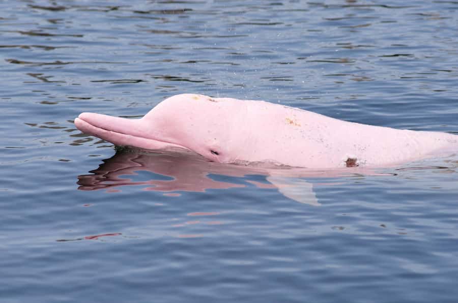 Koh Samui: Pink Dolphin Spotting & Pig Island Speedboat Tour - Key points before you book