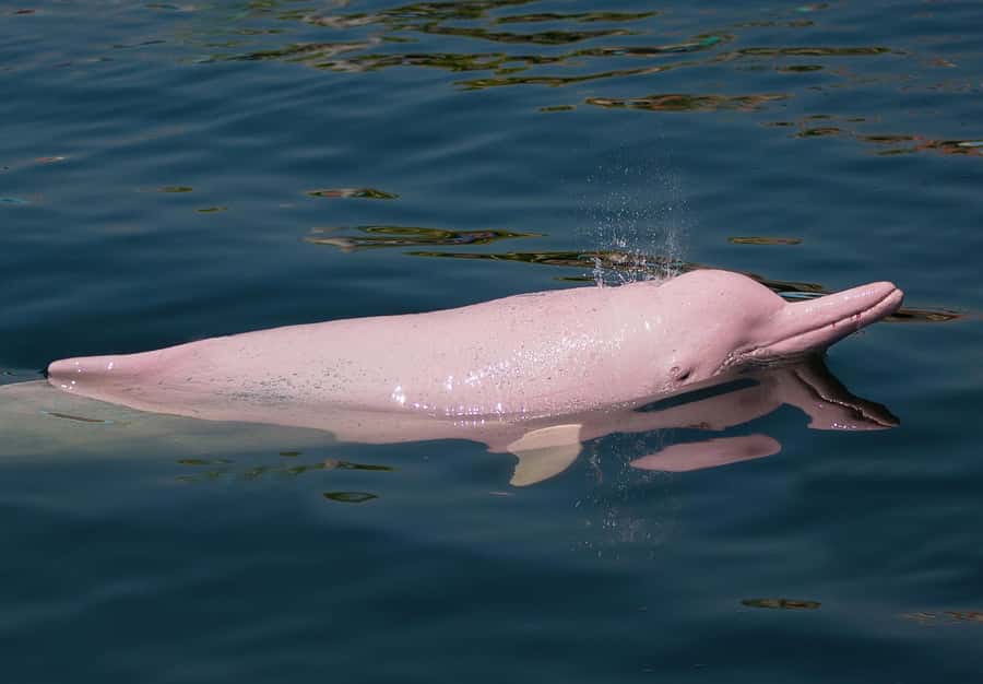 Koh Samui: Pink Dolphin Spotting & Pig Island Speedboat Tour - Who should book this tour?