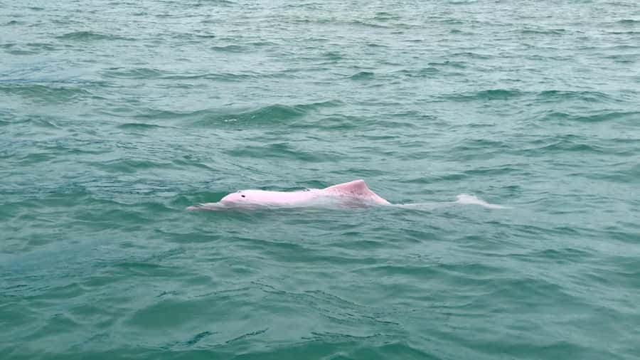 Koh Samui: Pink Dolphin Spotting & Pig Island Speedboat Tour - Snorkeling at Ko Taen