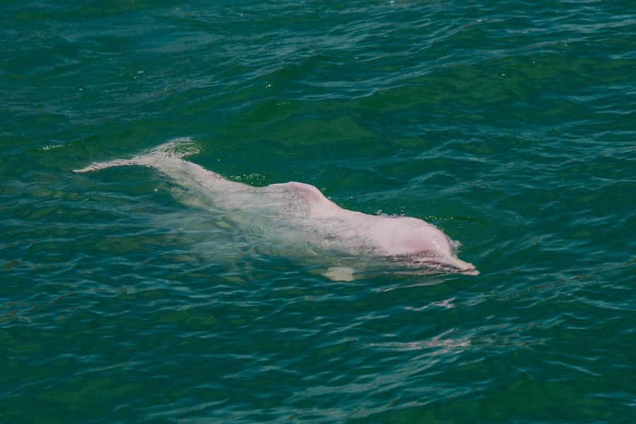 Koh Samui: Pink Dolphin Spotting & Pig Island Speedboat Tour - The return boat ride and group size