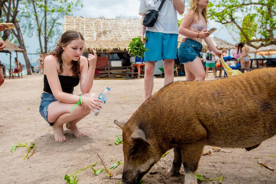 Koh Samui: Pink Dolphin Spotting & Pig Island Speedboat Tour - Is $72 a fair price?