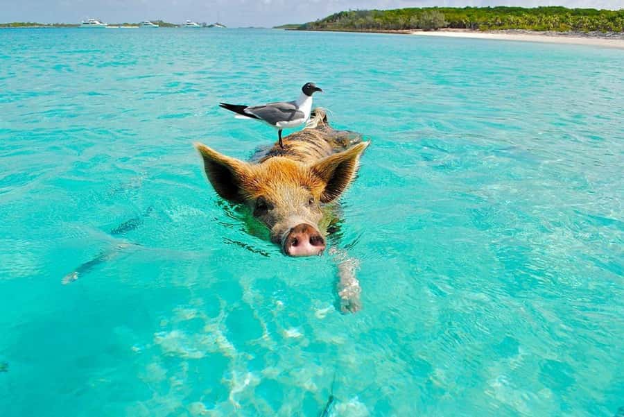Koh Samui: Private Speedboat Tour to Koh Madsum and Koh Tan - Snorkeling around Koh Tan