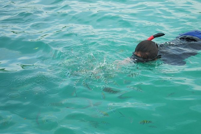 Koh Tan and Koh Madsum Snorkeling Trip By Speedboat From Koh Samui - Pig Island is the tour’s most reliable crowd-pleaser