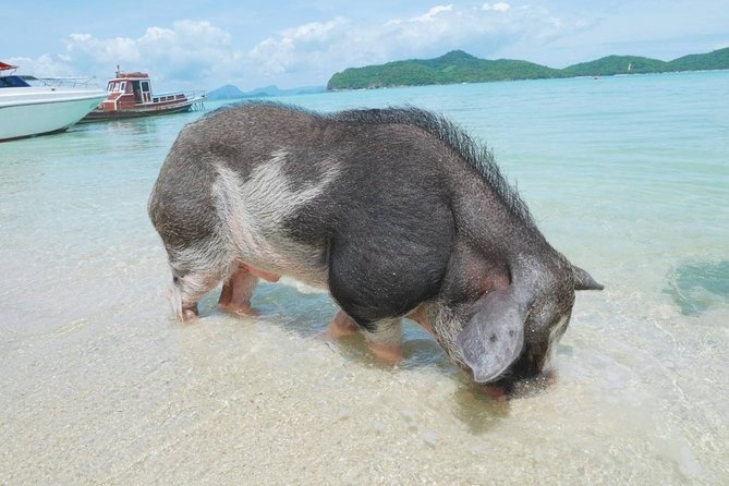 Koh Tan and Koh Madsum Snorkeling Trip By Speedboat From Koh Samui - Who will enjoy this island day most