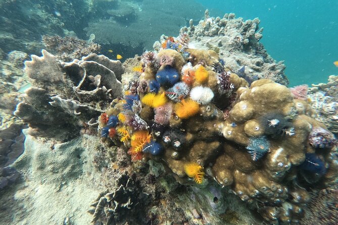 Koh Tao & Koh Nang Yuan Snorkeling Tour by Speed Boat from Samui - Hin Wong Bay and the underwater stops