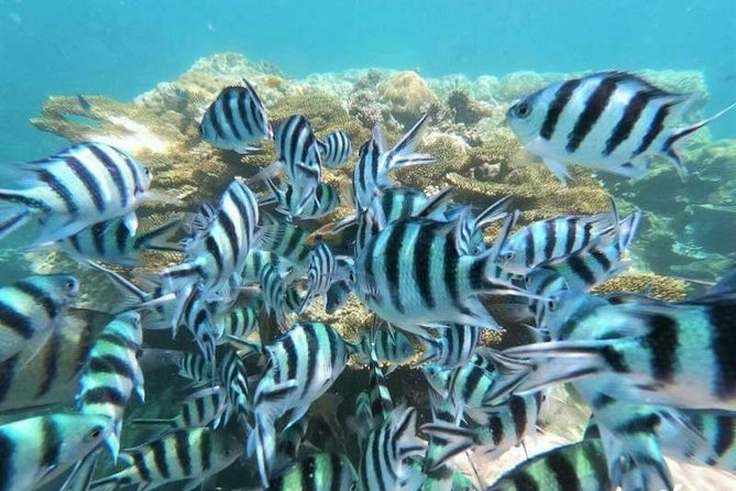 Koh Tao & Koh Nangyuan by Speed Boat (Snorkeling trip from Koh Samui) - Koh Nangyuan and its three connected islands